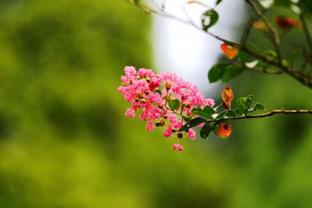 紫薇花開紅百日